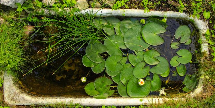 Bassin en baignoire récupérée