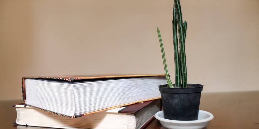 Cactus en pot à côté de livres