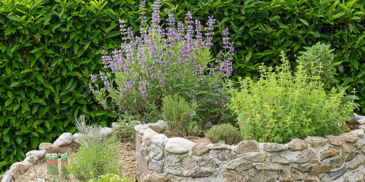 Jardin d'herbes aromatiques en spirale surélevée