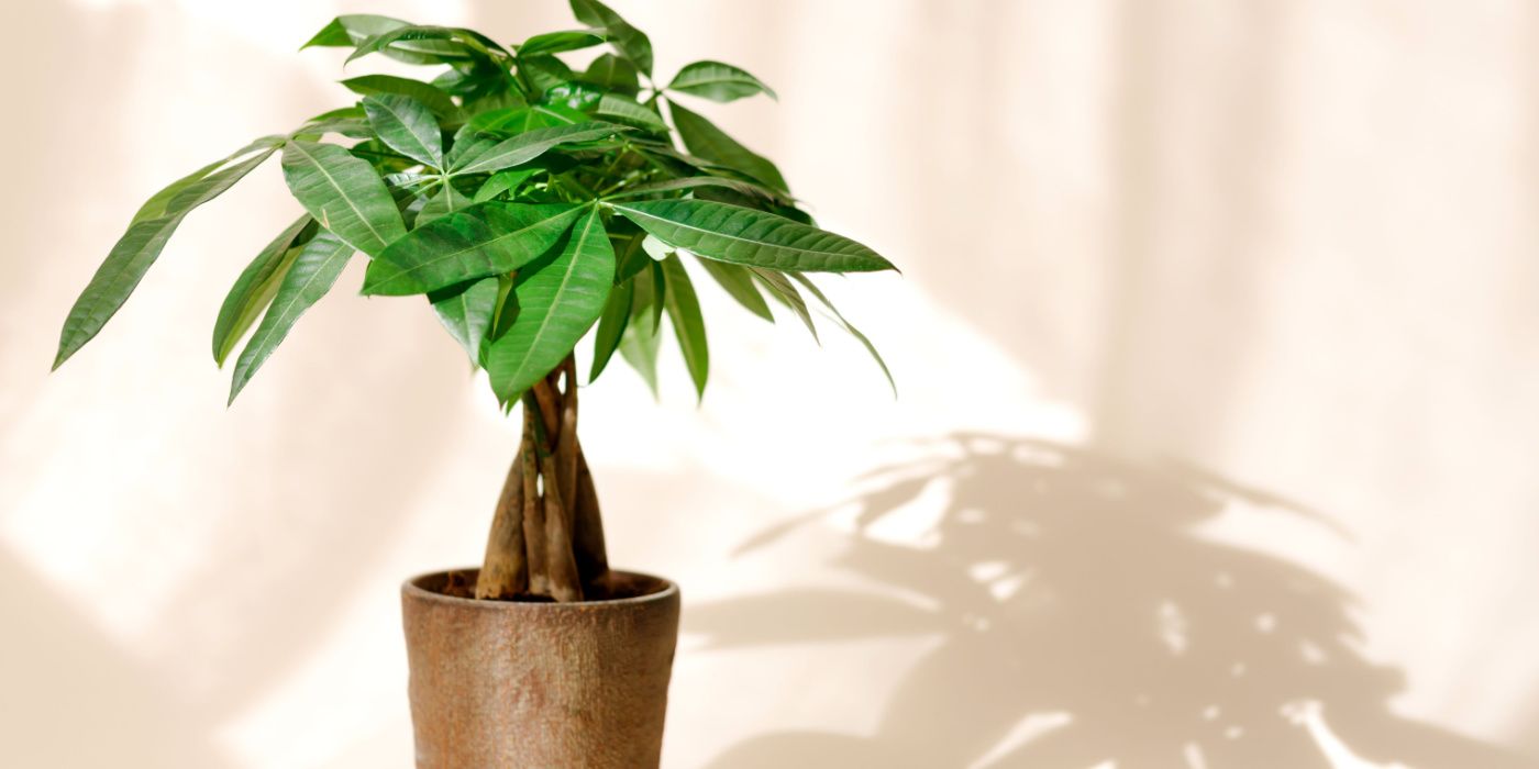 Plante arbre à argent