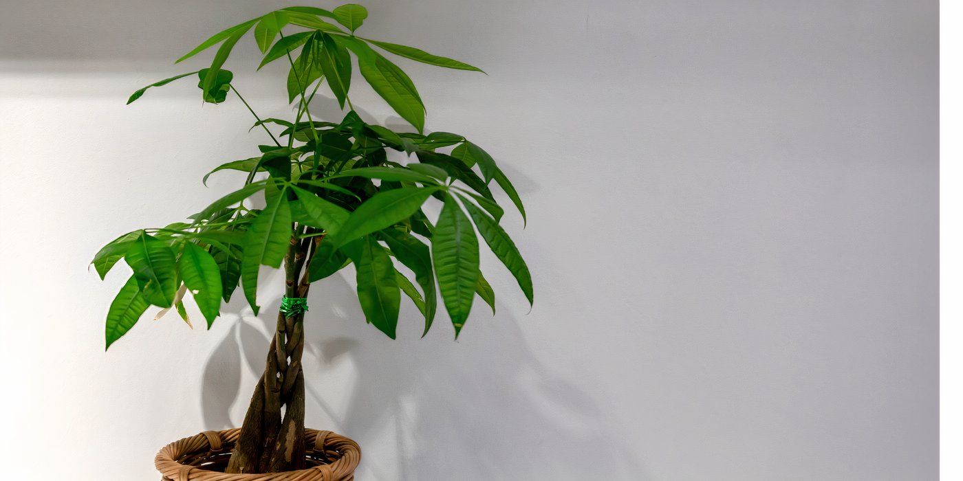 Arbre à argent en pot à l'intérieur