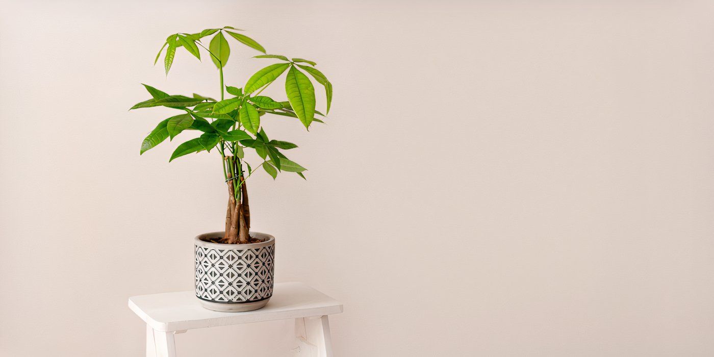 Arbre à argent en pot