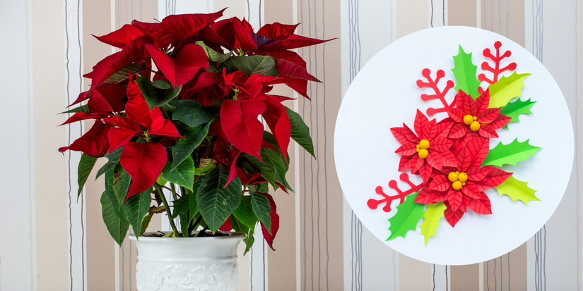 Poinsettia réel et faux