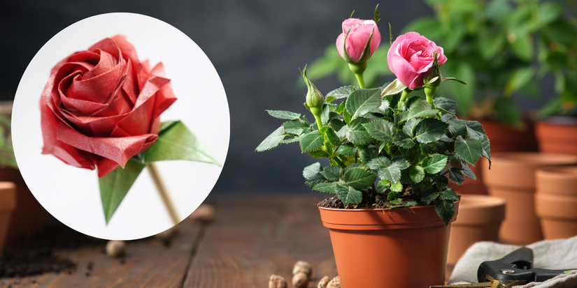 Rosiers miniatures en pot et rose artificielle