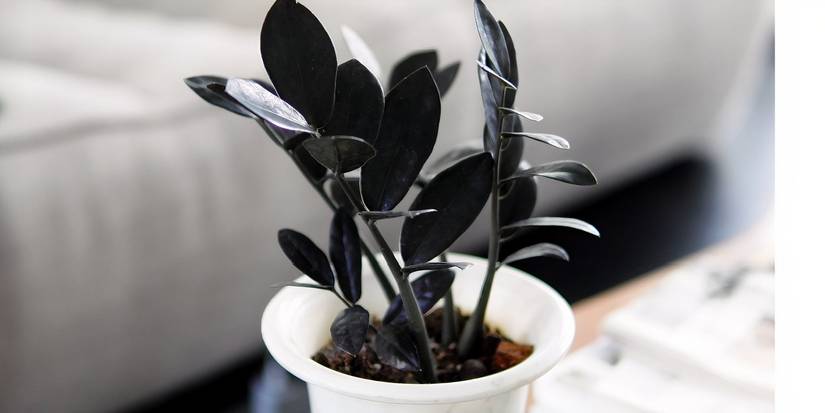 Plante ZZ Raven