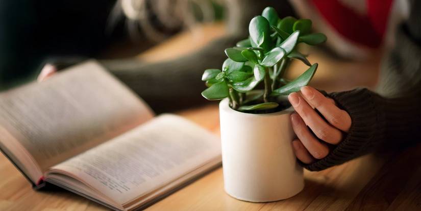 Plante sedum en pot