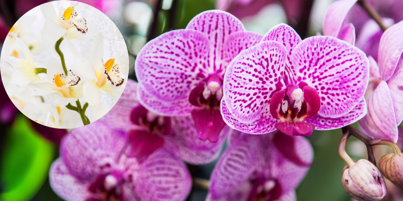 Orchidées violettes avec orchidées en papier