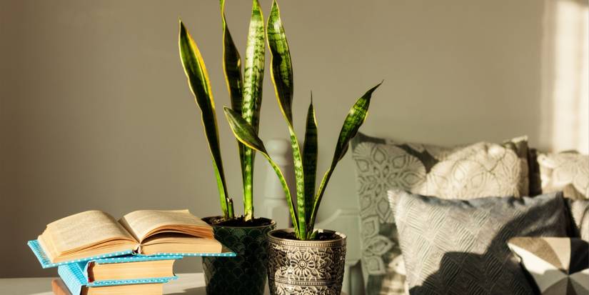 Deux plantes serpent à côté de livres